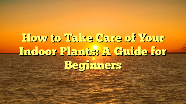 How to Take Care of Your Indoor Plants: A Guide for Beginners