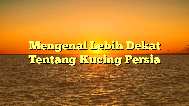 Mengenal Lebih Dekat Tentang Kucing Persia